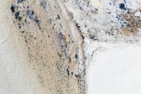  Pickerington, OH Mold Removal Services Pros